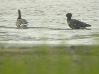 Greater White-fronted Goose, ML188630321