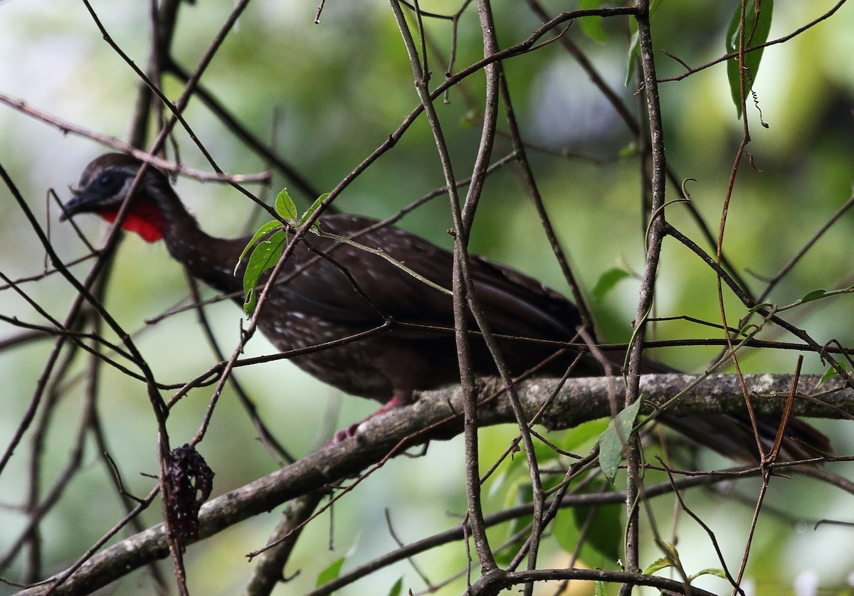 Band-tailed Guan - Lorenzo Calcaño