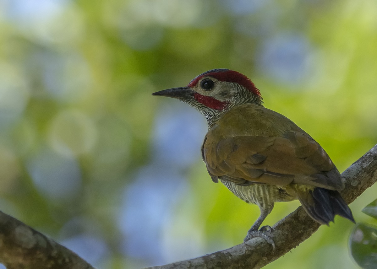 Golden-olive Woodpecker - ML188633591