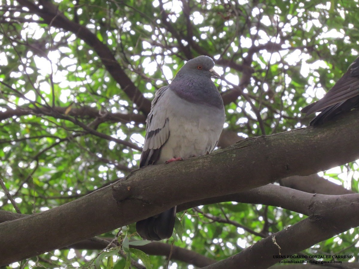 Rock Pigeon (Feral Pigeon) - ML188634151