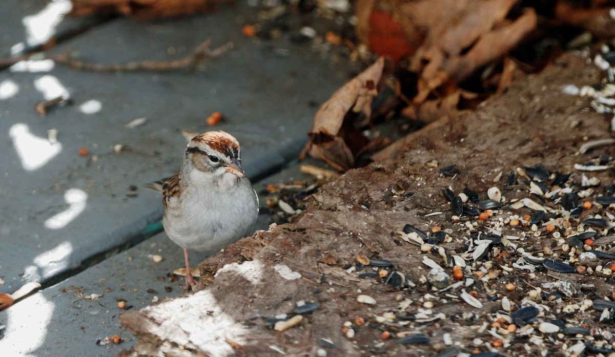 Chipping Sparrow - ML188636671