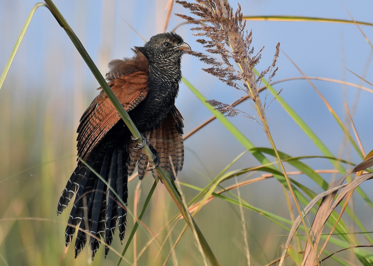 Greater Coucal - ML188639681