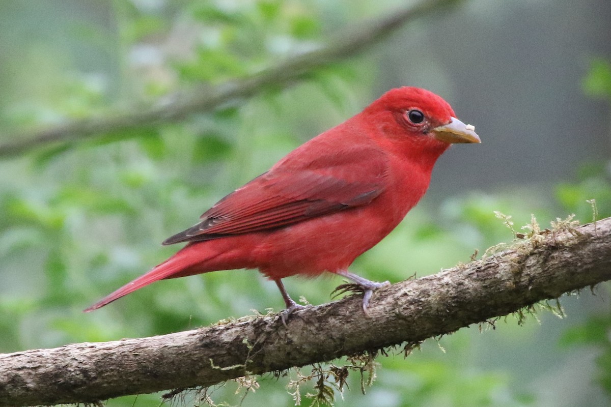 Summer Tanager - Kate Griffiths