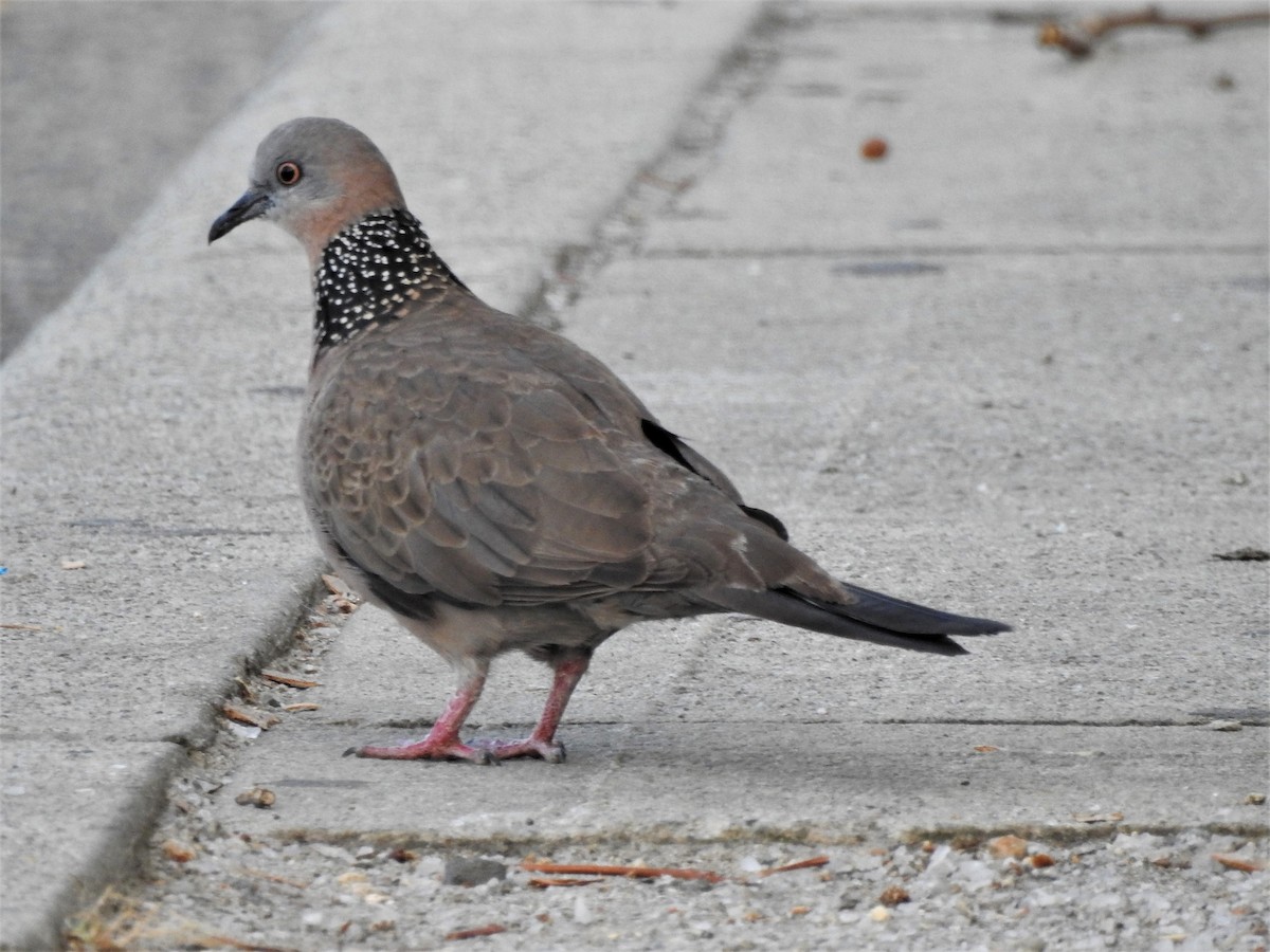 Spotted Dove - ML188640721