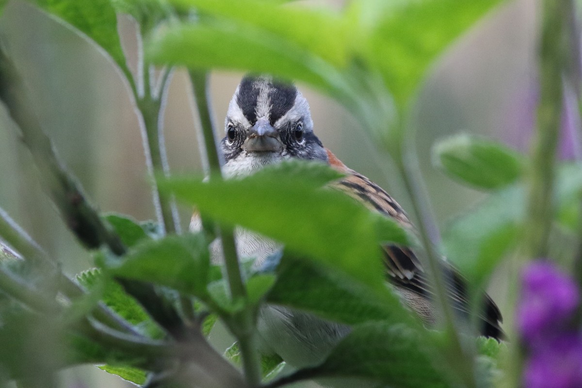 Rufous-collared Sparrow - ML188641211