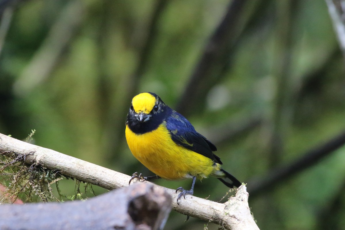 Thick-billed Euphonia - Kate Griffiths