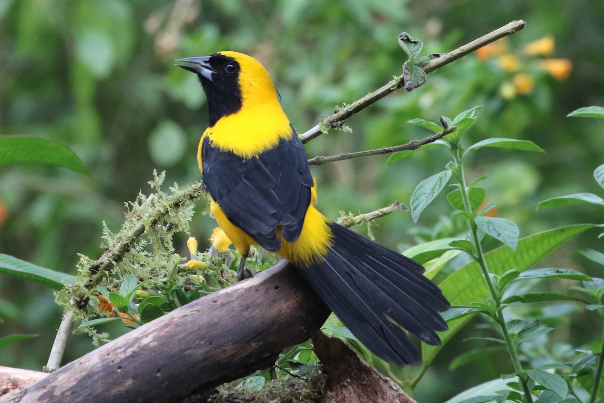 Yellow-backed Oriole - Kate Griffiths