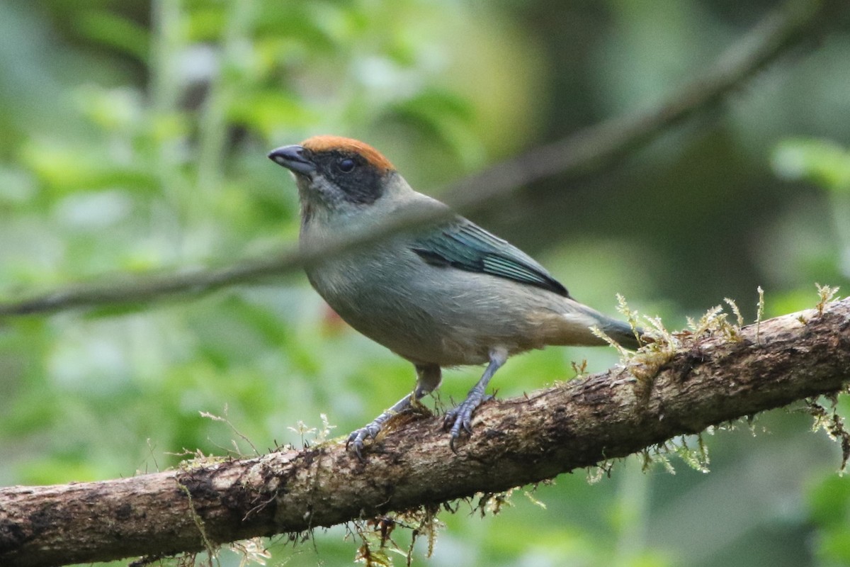 Scrub Tanager - Kate Griffiths