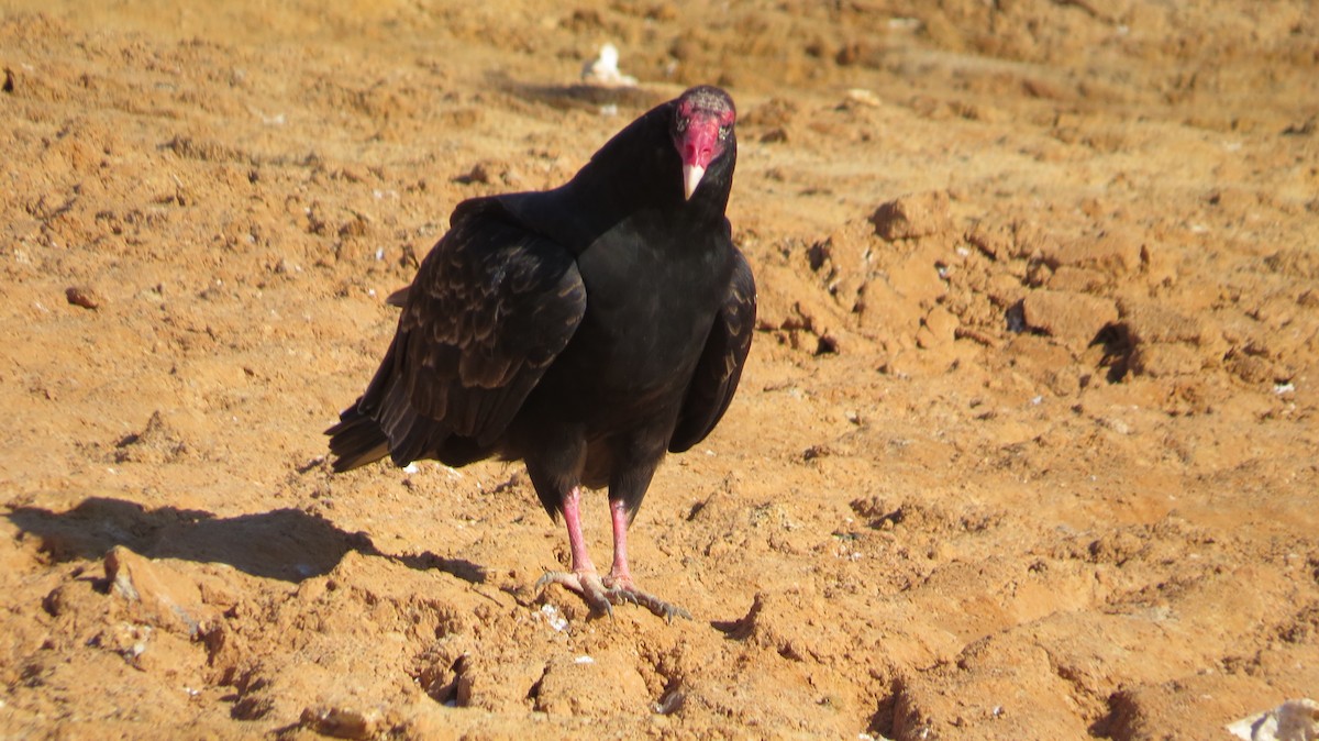 Turkey Vulture - ML188642431