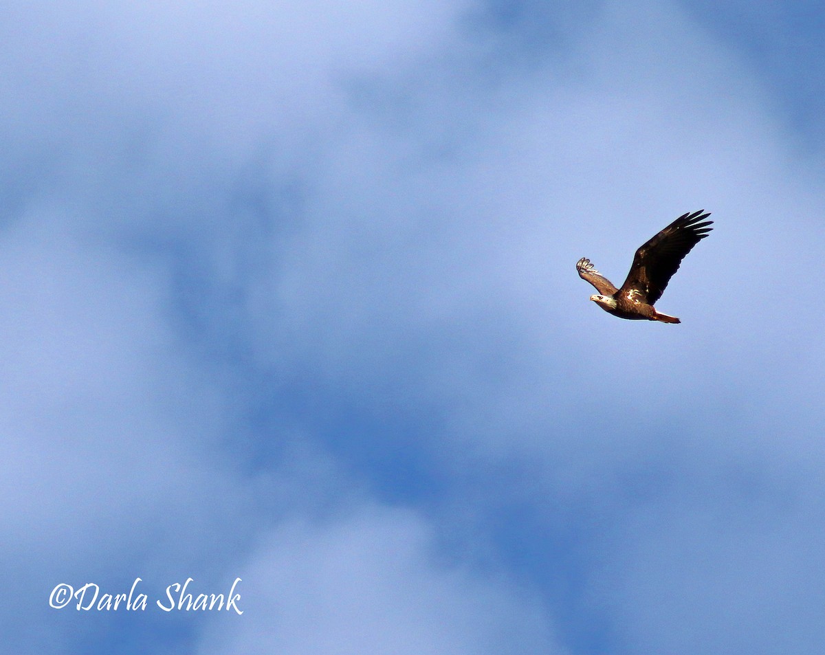 Bald Eagle - Darla Shank