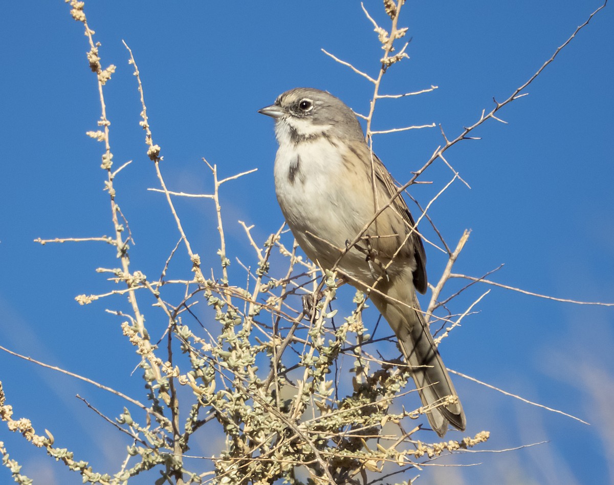 Bell's Sparrow - Norman Pillsbury