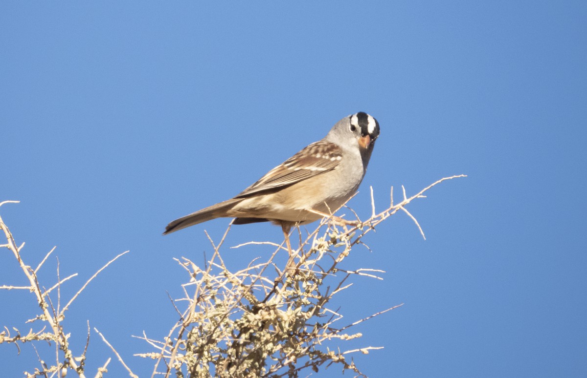 White-crowned Sparrow - Norman Pillsbury