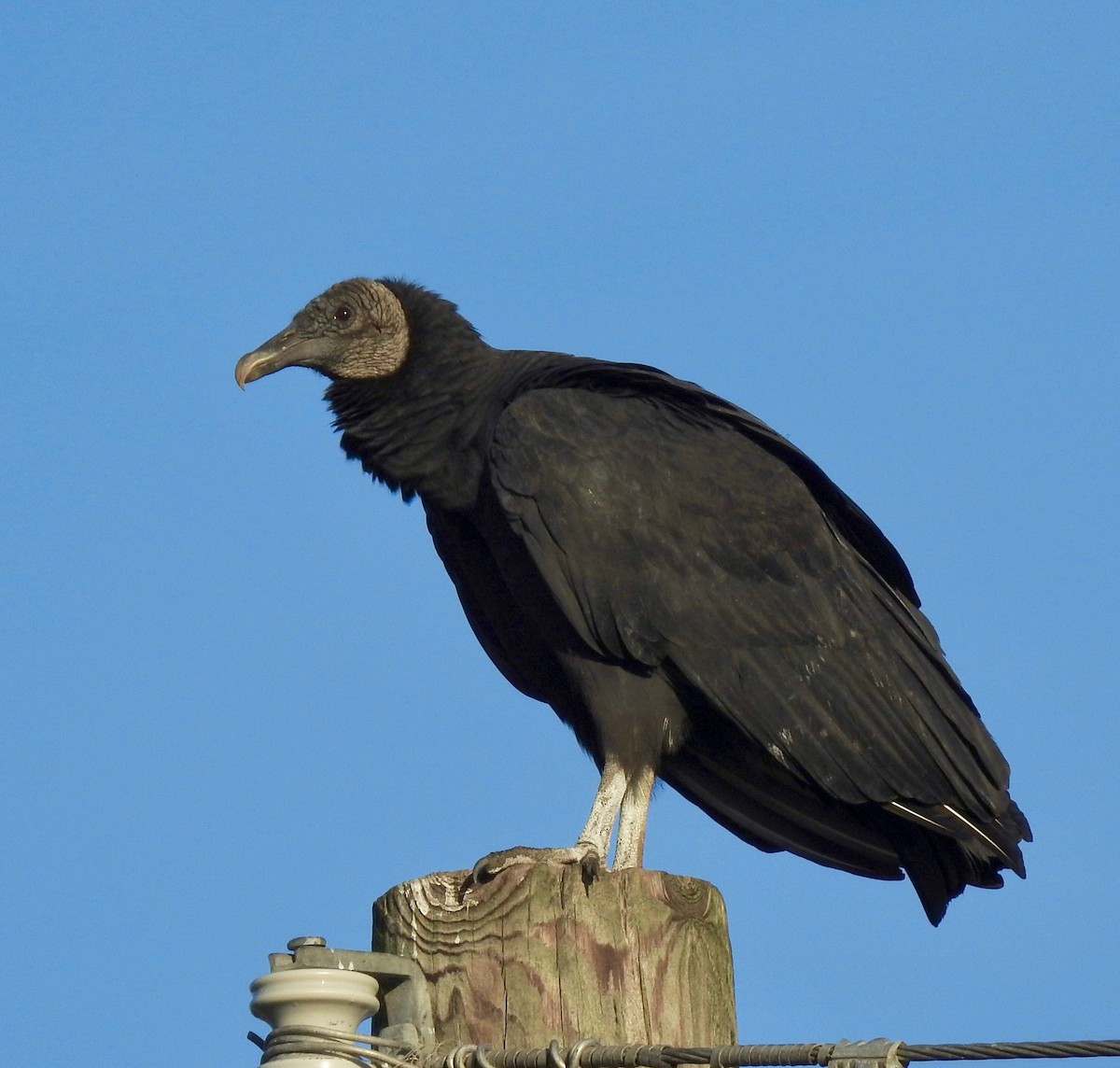 Black Vulture - ML188655791