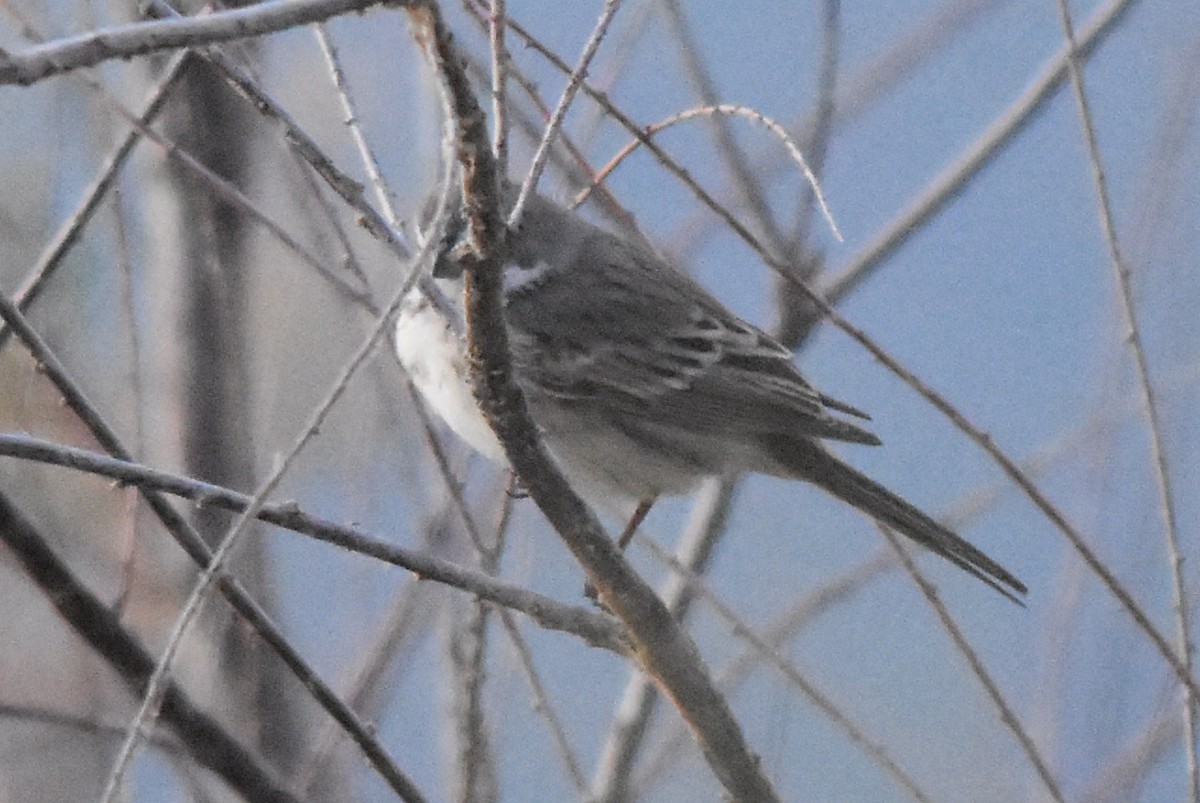 Sagebrush Sparrow - ML188658151