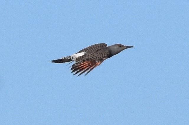 Northern Flicker (Red-shafted) - ML188658591