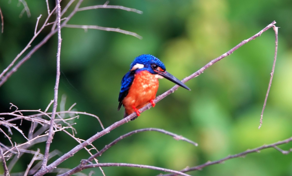 Blue-eared Kingfisher - ML188658751