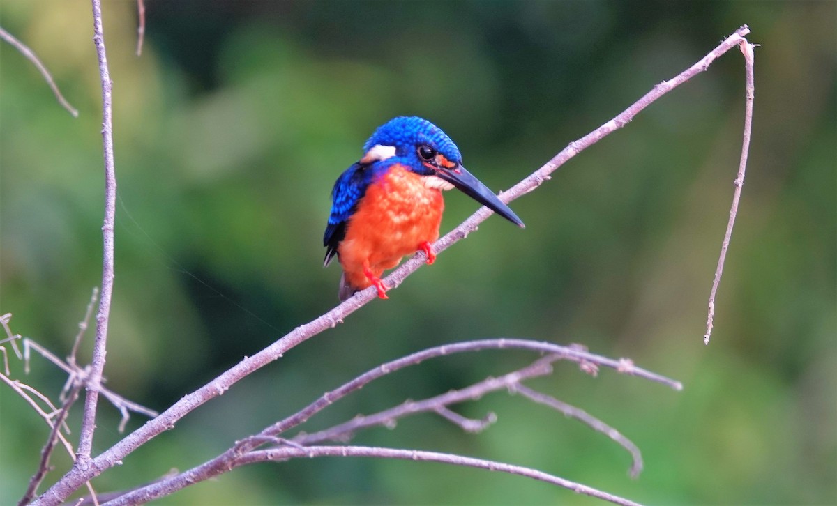 Blue-eared Kingfisher - ML188658761