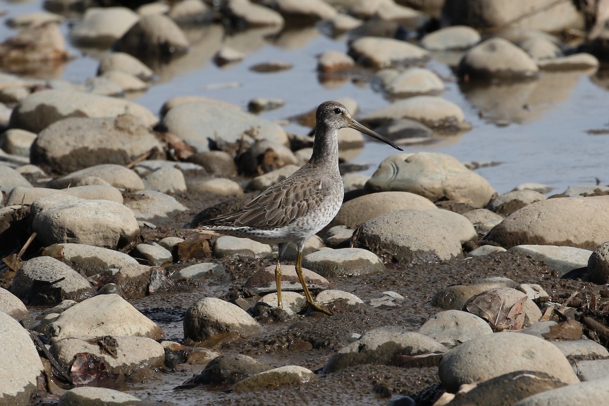 Long-billed Dowitcher - John and Milena Beer