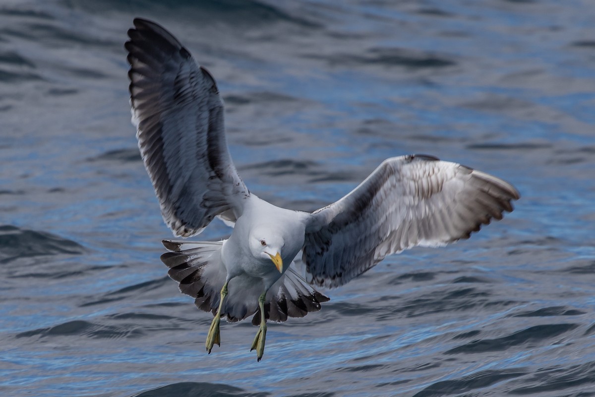 Kelp Gull (dominicanus) - ML188660091