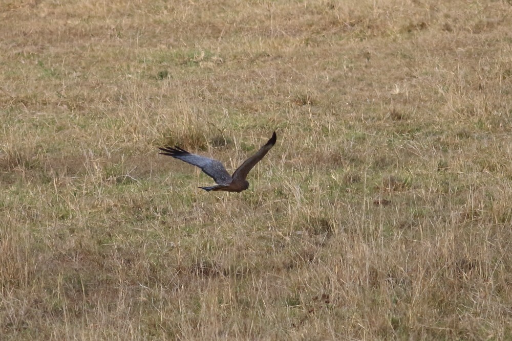 Spotted Harrier - Stephen Murray