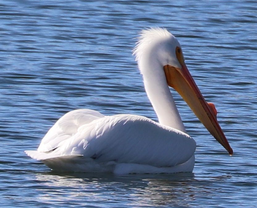 American White Pelican - David Kettering