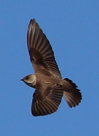 Northern Rough-winged Swallow - David Kettering