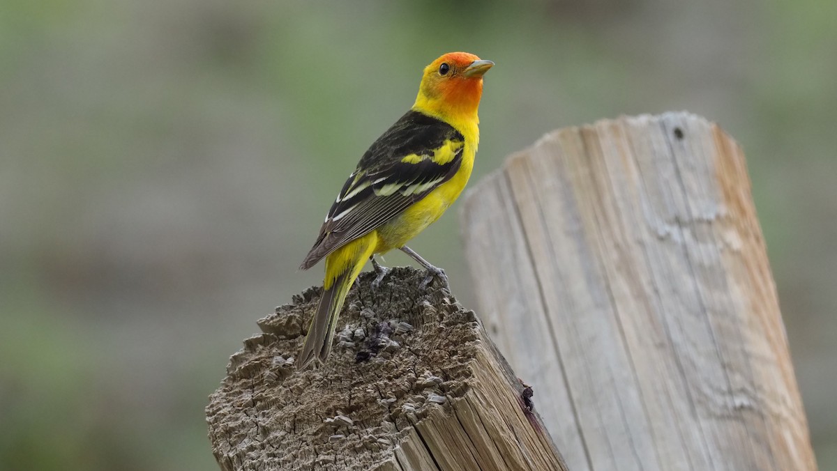 Western Tanager - ML188669471