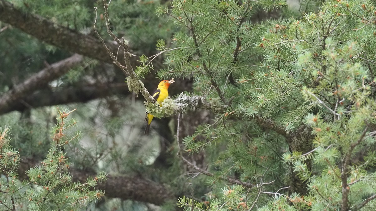 Western Tanager - ML188669491