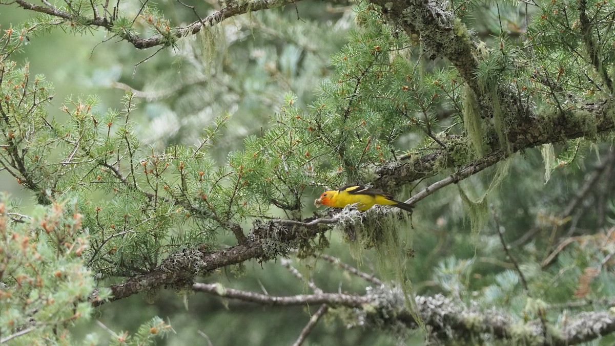Western Tanager - ML188669561