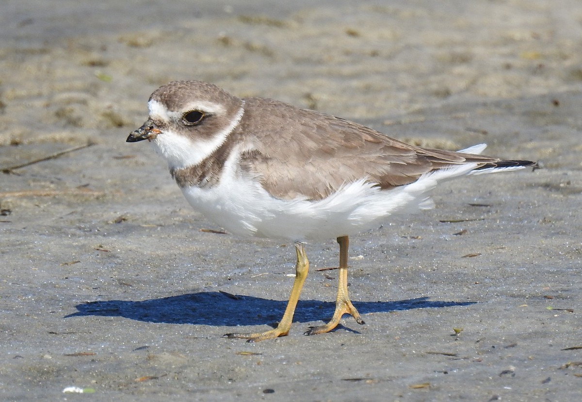 Semipalmated Plover - John Terry