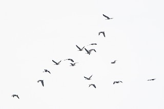 Canada Goose (occidentalis/fulva), ML188671391