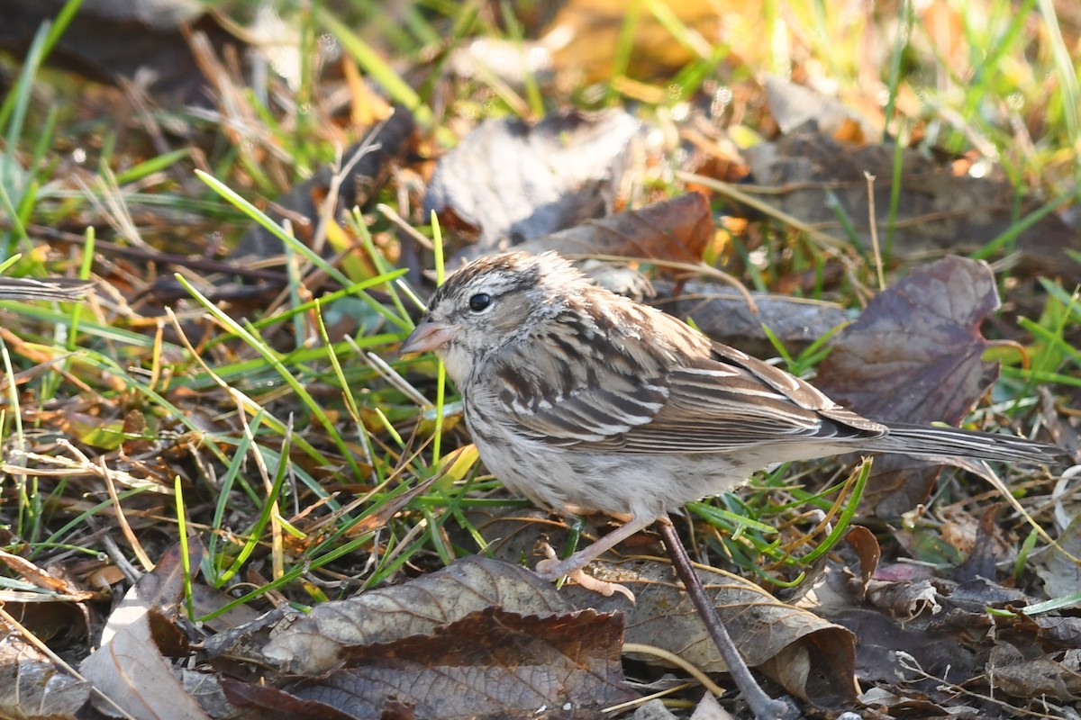 Chipping Sparrow - ML188671441