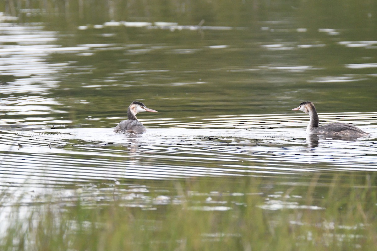 Great Crested Grebe - ML188673501