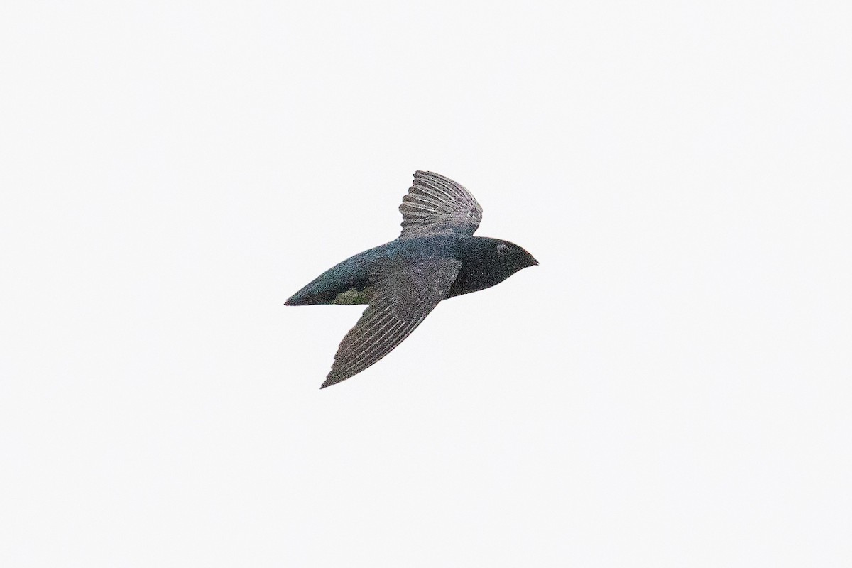 Papuan Spinetailed Swift - ML188677121