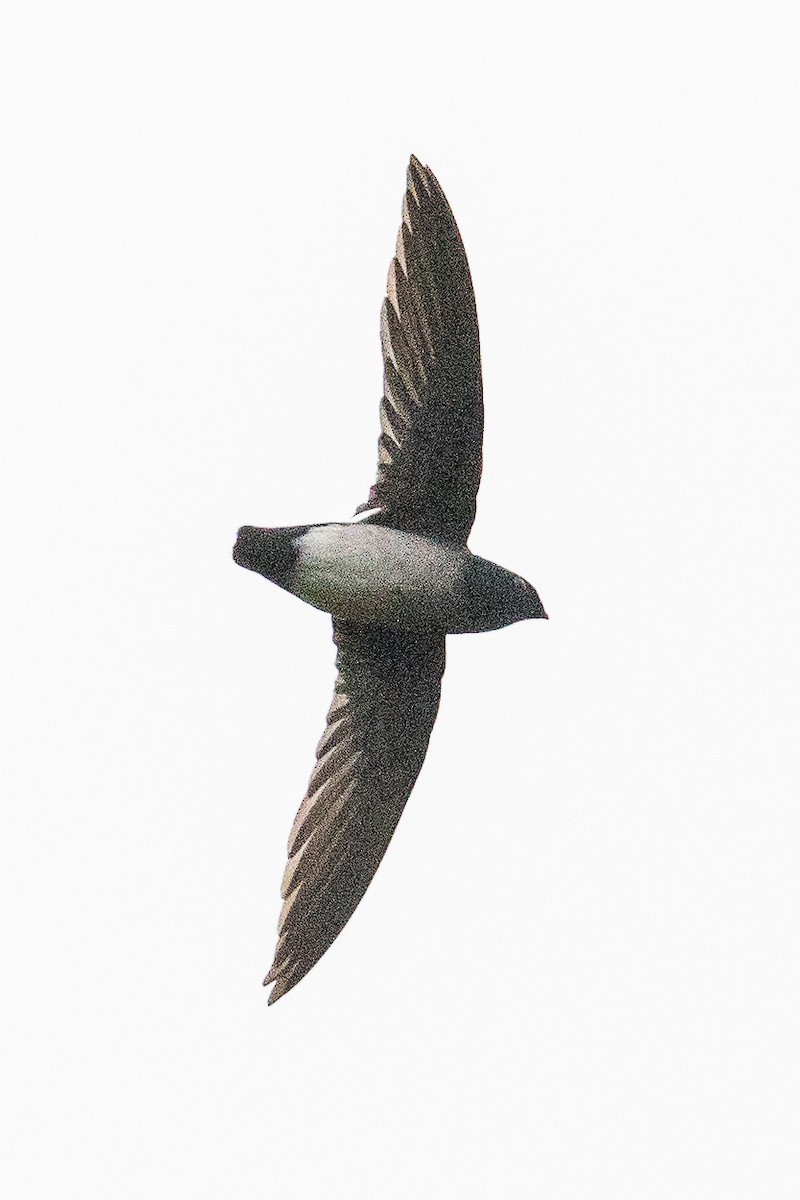 Papuan Spinetailed Swift - ML188677181