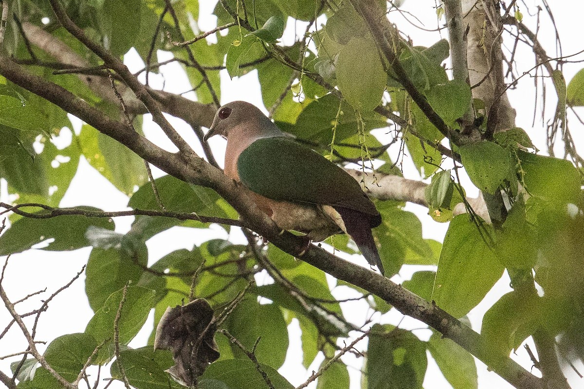 Purple-tailed Imperial-Pigeon - ML188677381