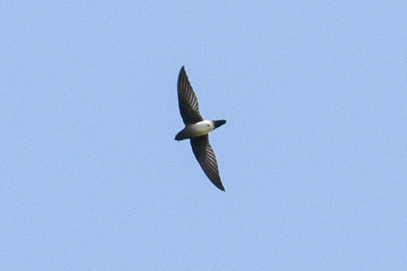 Papuan Spinetailed Swift - ML188678681