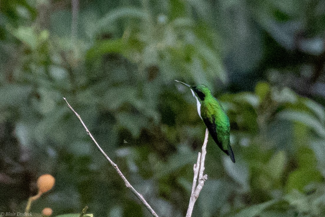 kolibřík černouchý - ML188681141