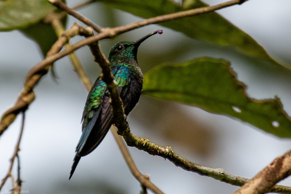 kolibřík nymfový - ML188681201