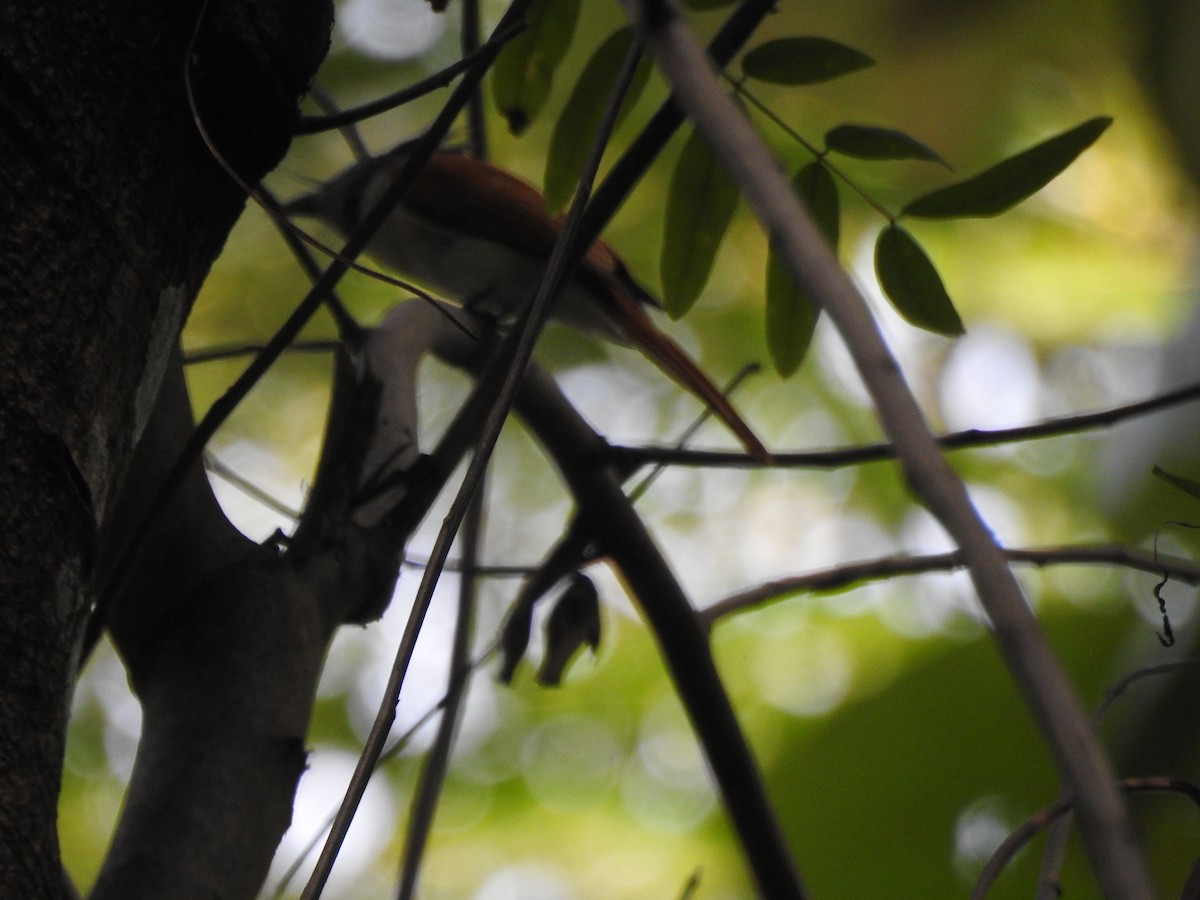 Indian Paradise-Flycatcher - Anagha Deb