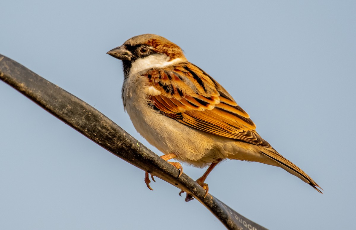 House Sparrow - Dr. Pankaj Chibber
