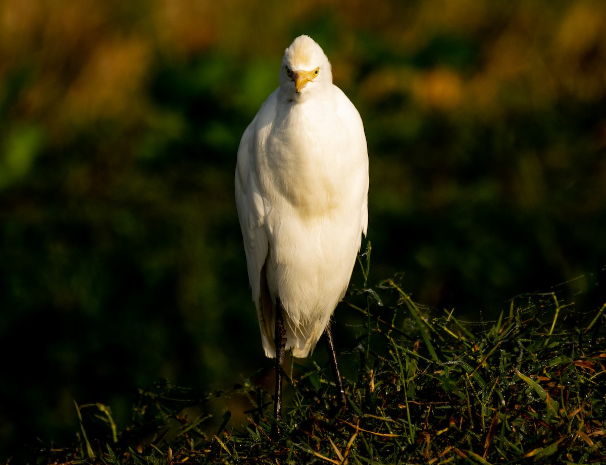 Eastern Cattle Egret - Dr. Pankaj Chibber