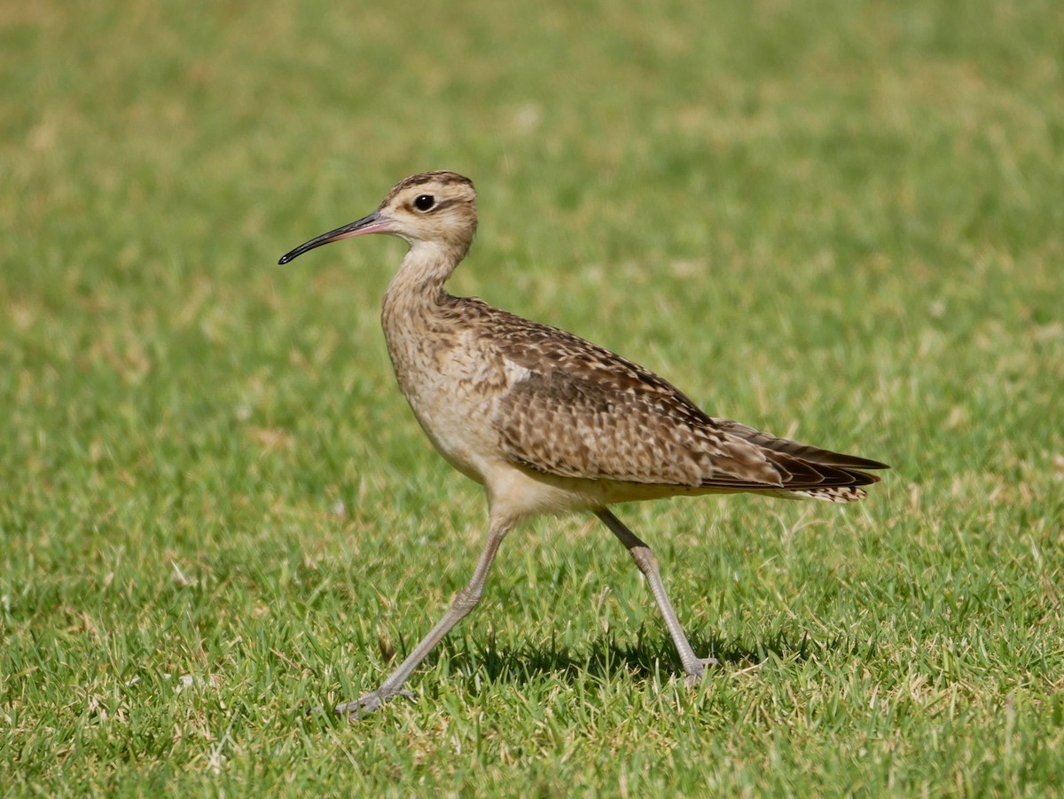 Little Curlew - ML188691511