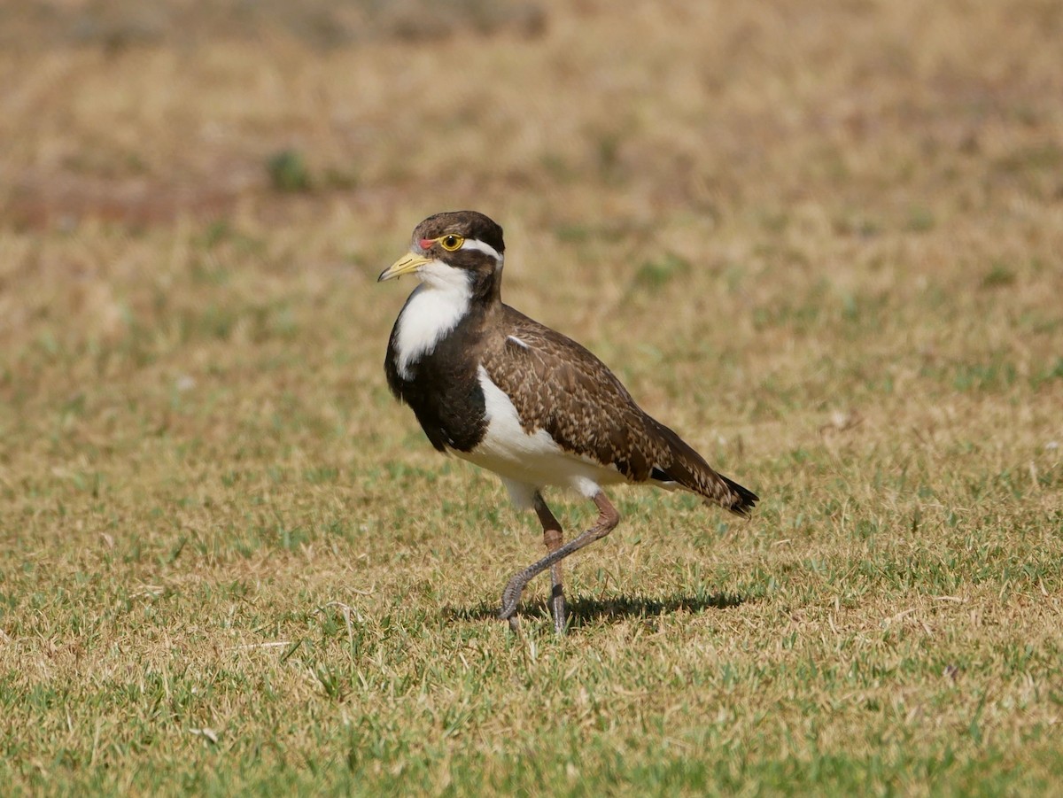 Banded Lapwing - ML188691531