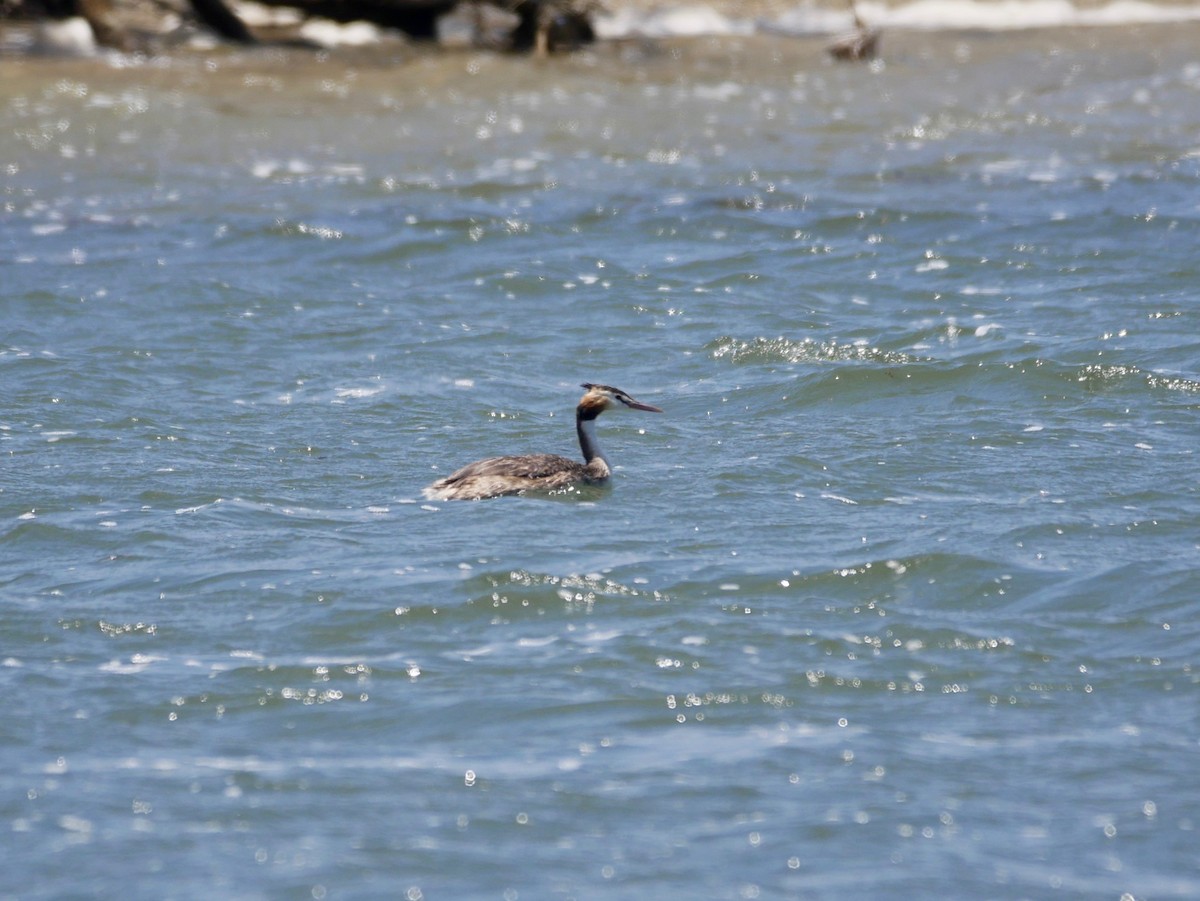 Great Crested Grebe - ML188691561