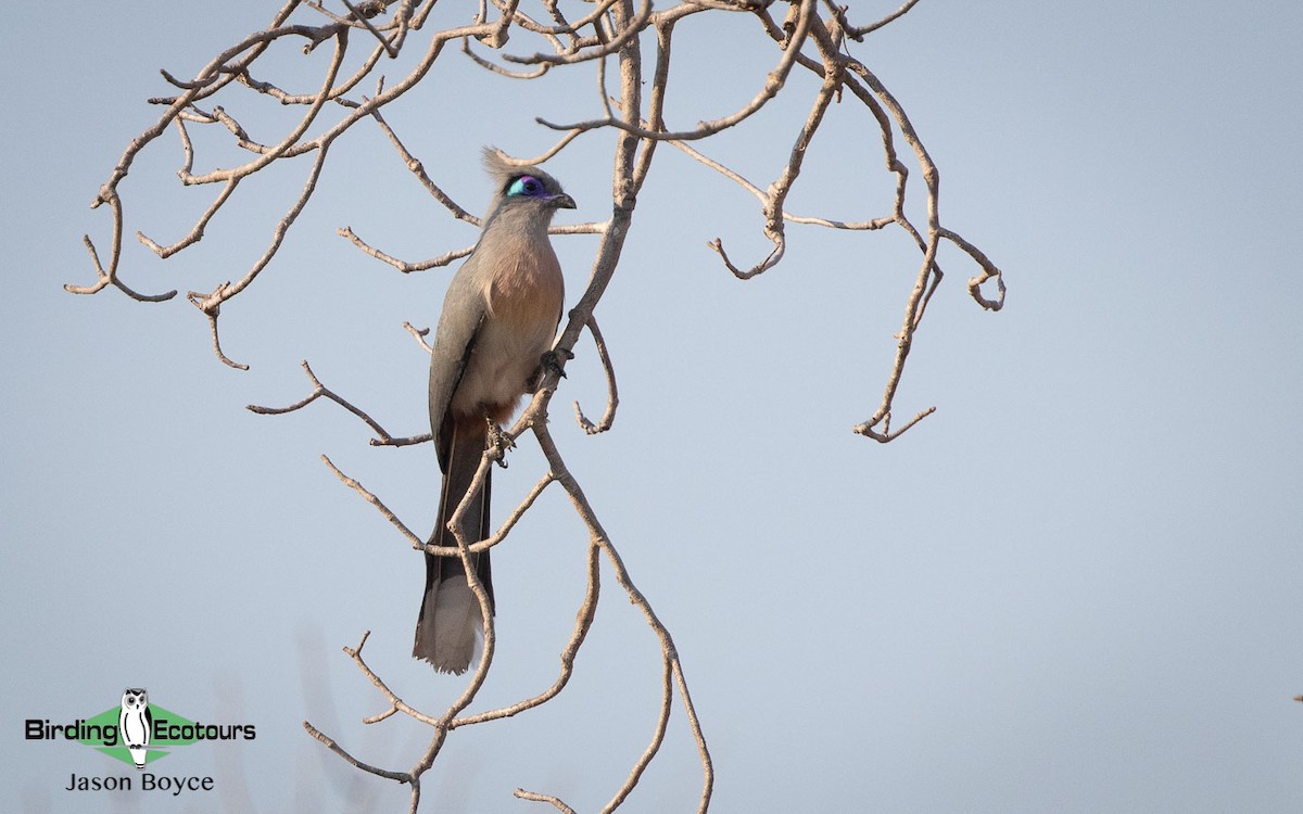 Crested Coua - ML188691661