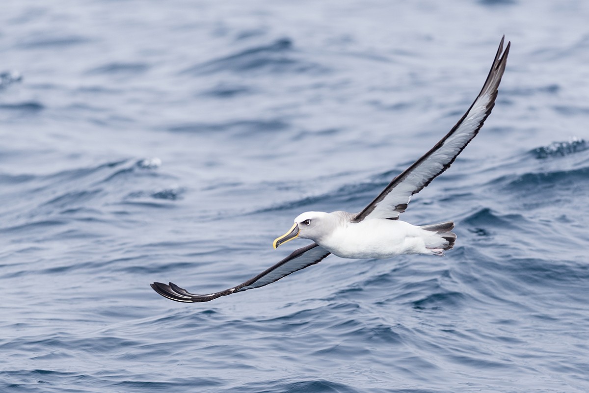 Buller's Albatross - Eduardo Navarro