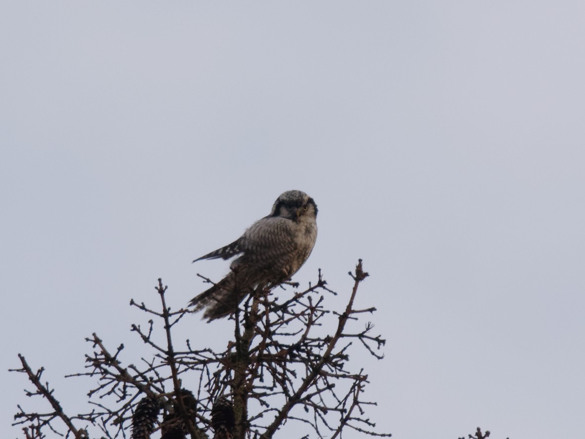 Northern Hawk Owl - Johan Mellquist