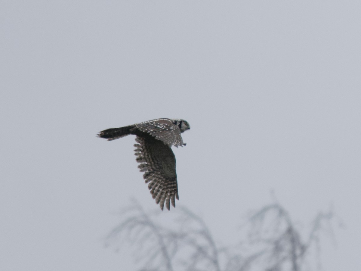 Northern Hawk Owl - ML188693321