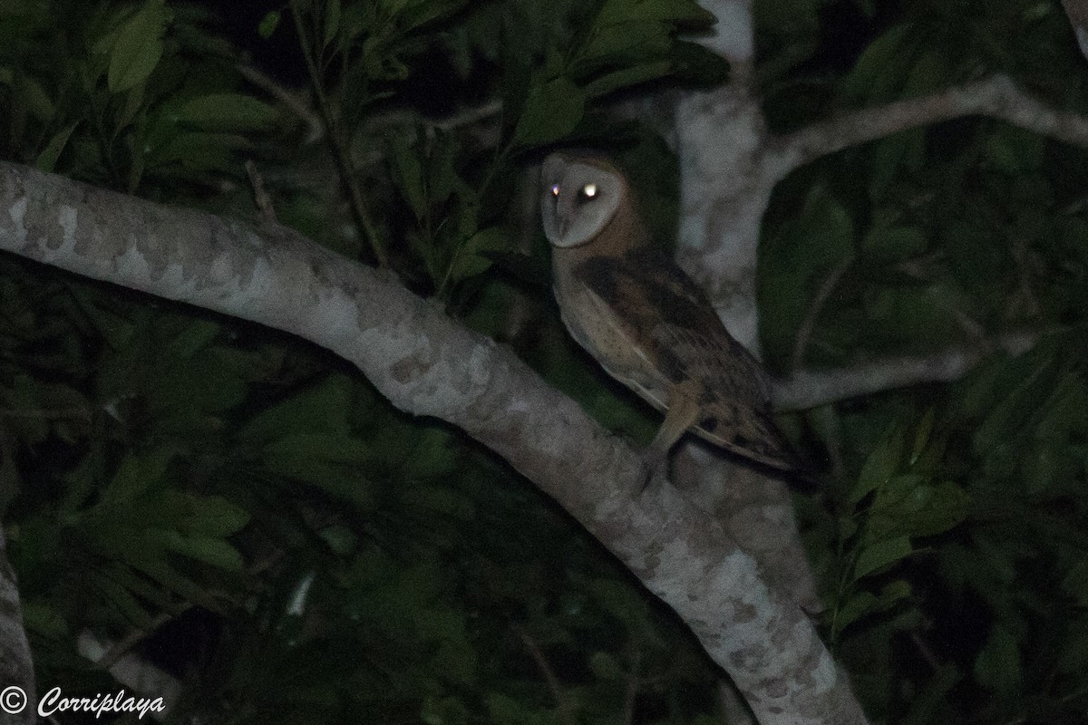 Barn Owl - Fernando del Valle